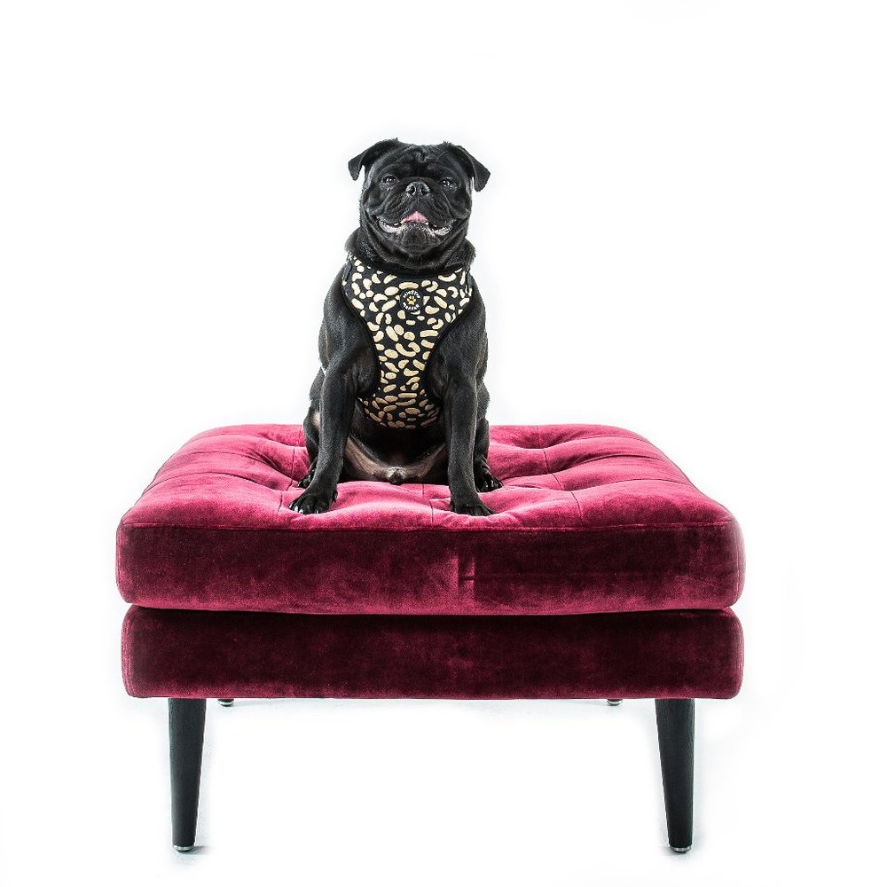 Winston Manner Designer Dog Harness in Disco Dog